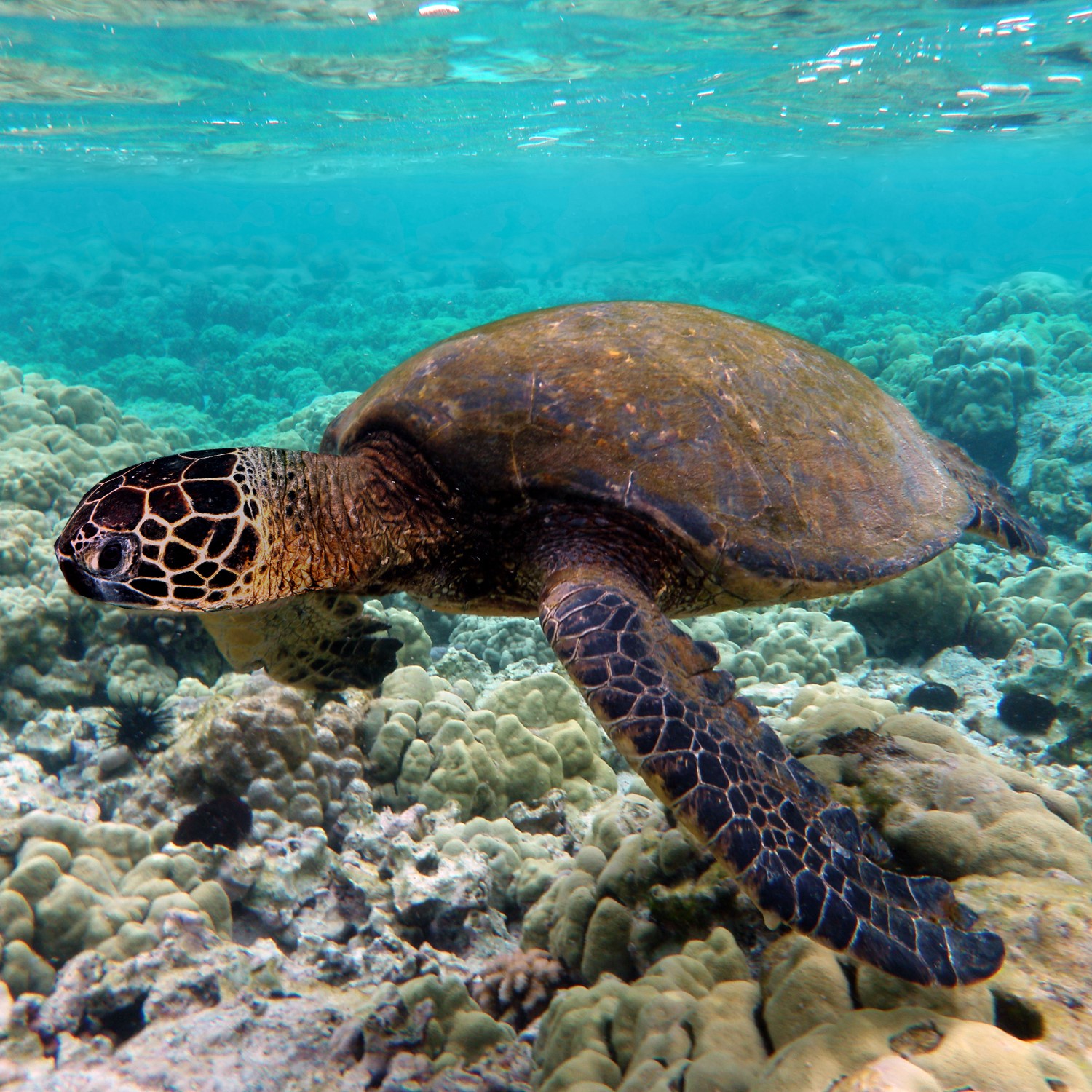 Sea Turtle Swiming